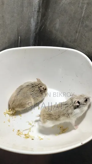 Dwarf Hamster Adult Pair