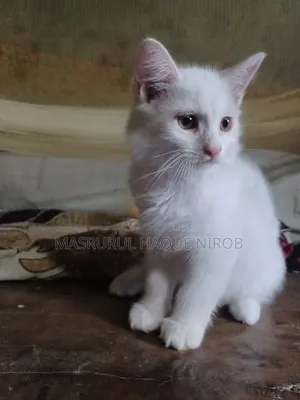 ১-৩ মাস বয়সী খাঁটি পার্সিয়ান বিড়ালছানা