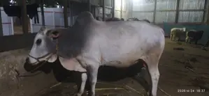 কুরবানির গরু ২০২৬ সিরাজগঞ্জ ঢাকা
