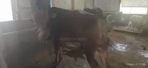 কুরবানির গরু ২০২৬ সিরাজগঞ্জ ঢাকা