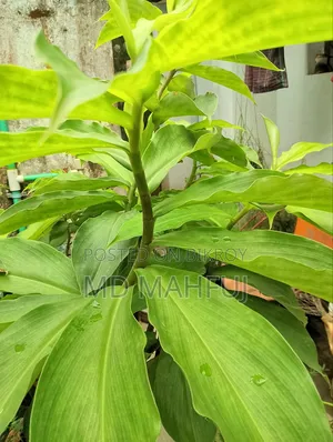 Insulin Plant For Sale