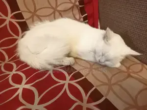 6-12 Months Female Mixed Breed Persian
