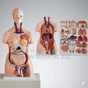 Unisex Human Torso Model