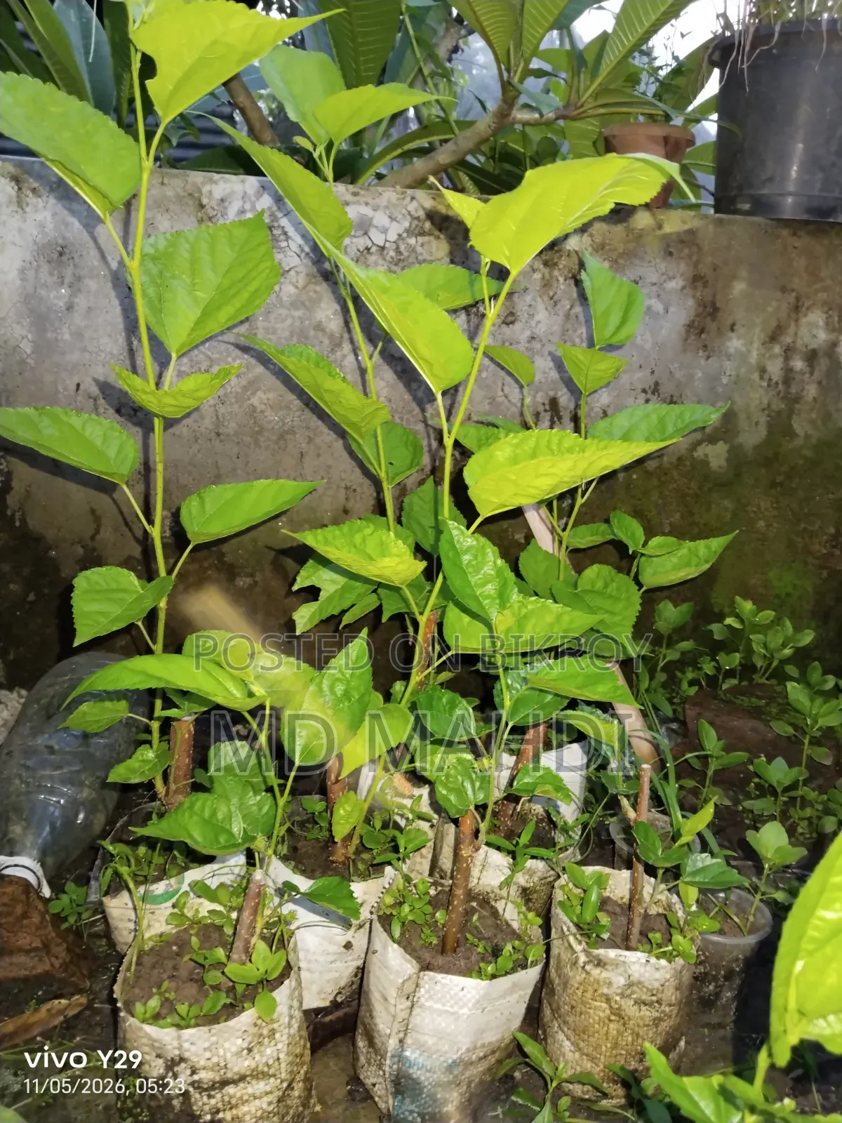Mulberry Tree