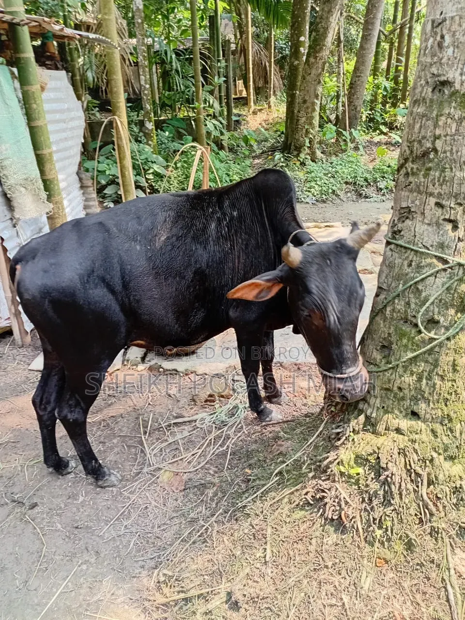 আসসালামুআলাইকুম একটি ডেকা গরু বিক্রি হবে