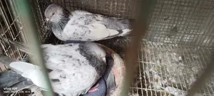 4 Jora Kobutor Bikri Hobe Besi Kotha Naboli Jar Dorkar Dekhe Niyejaben
