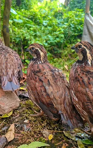 কোয়েল পাখি