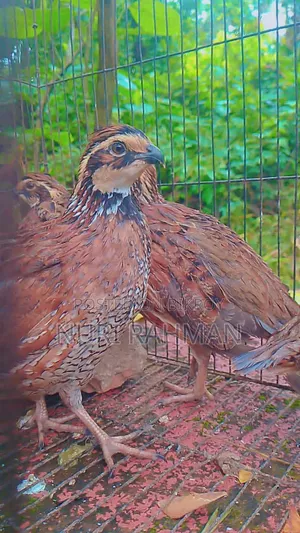 কোয়েল পাখি
