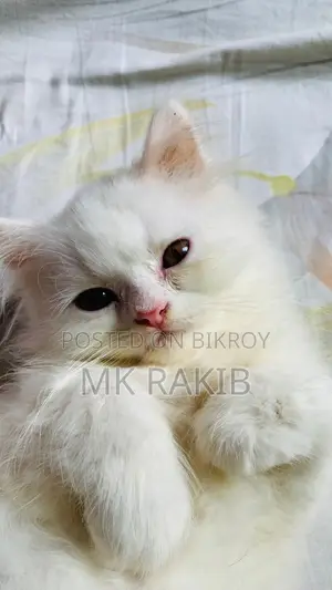 1-3 months Male Purebred Persian