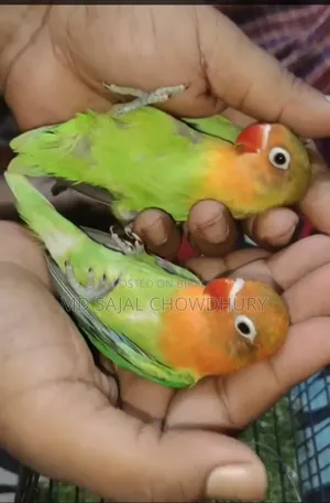 জিকো-মিকো ফুল টেম লাভবার্ডস | ফ্লাইং টেম কিনতে ইনবক্স করুন