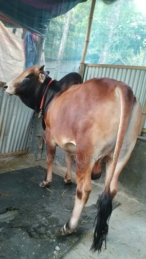 কুরবানির গরু