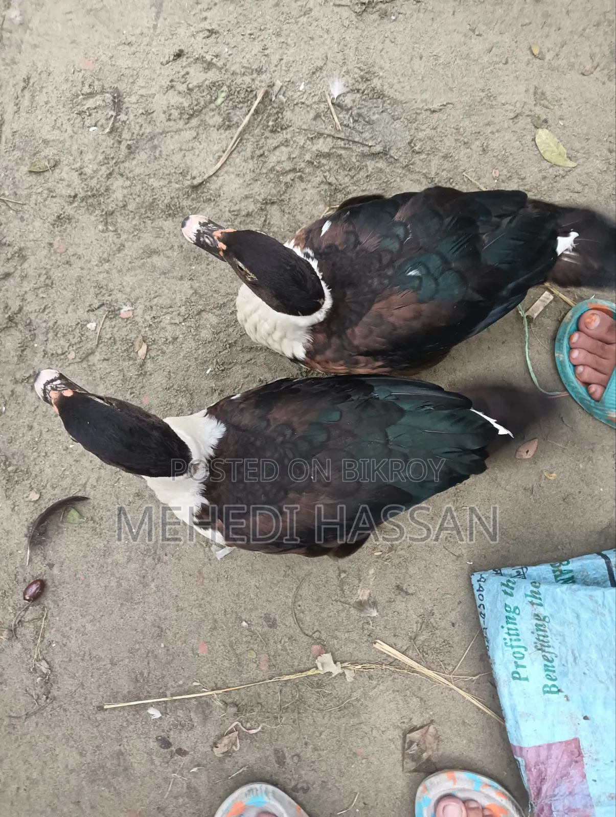 Muscovy Duck