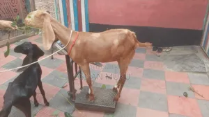তোতাপরী ক্রস ছাগী