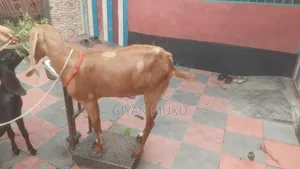 তোতাপরী ক্রস ছাগী