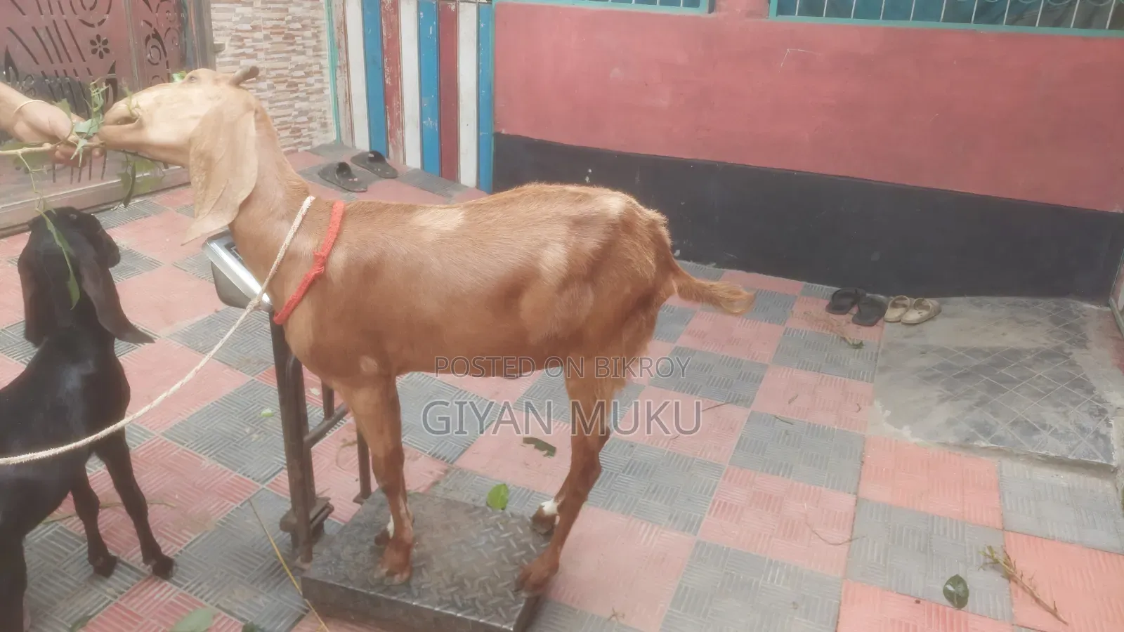 তোতাপরী ক্রস ছাগী