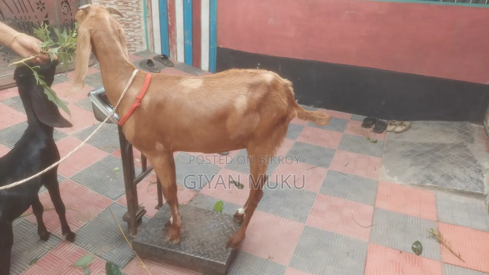 তোতাপরী ক্রস ছাগী