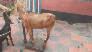 তোতাপরী ক্রস ছাগী