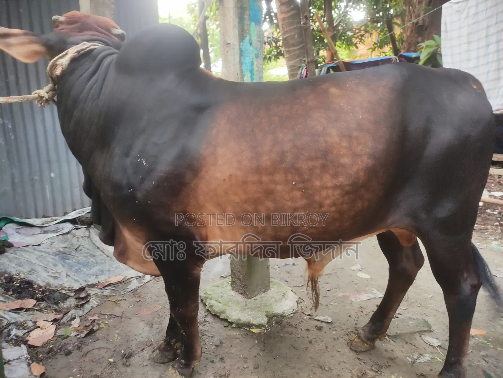 কোরবানীর গরু নং৩