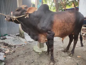 কোরবানীর গরু নং৩