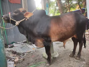 কোরবানীর গরু নং৩