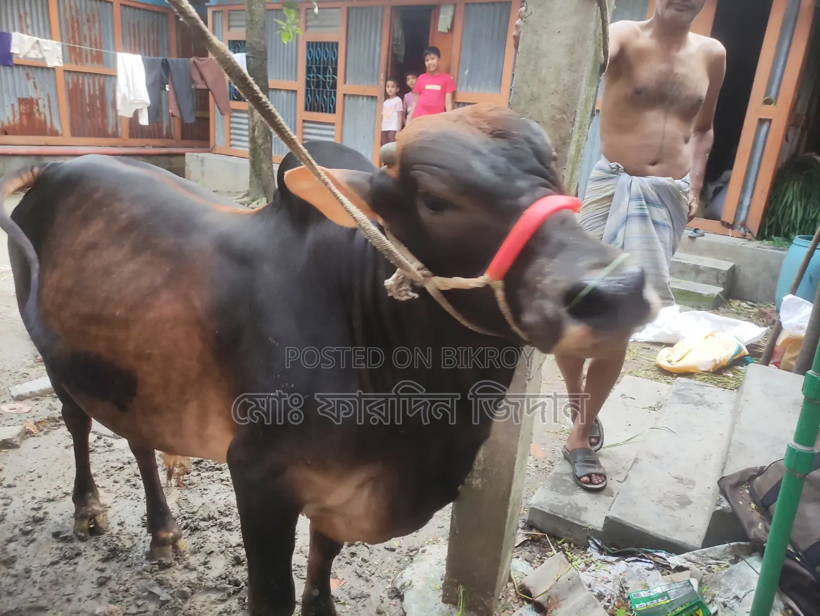 কোরবানীর গরু নং৩