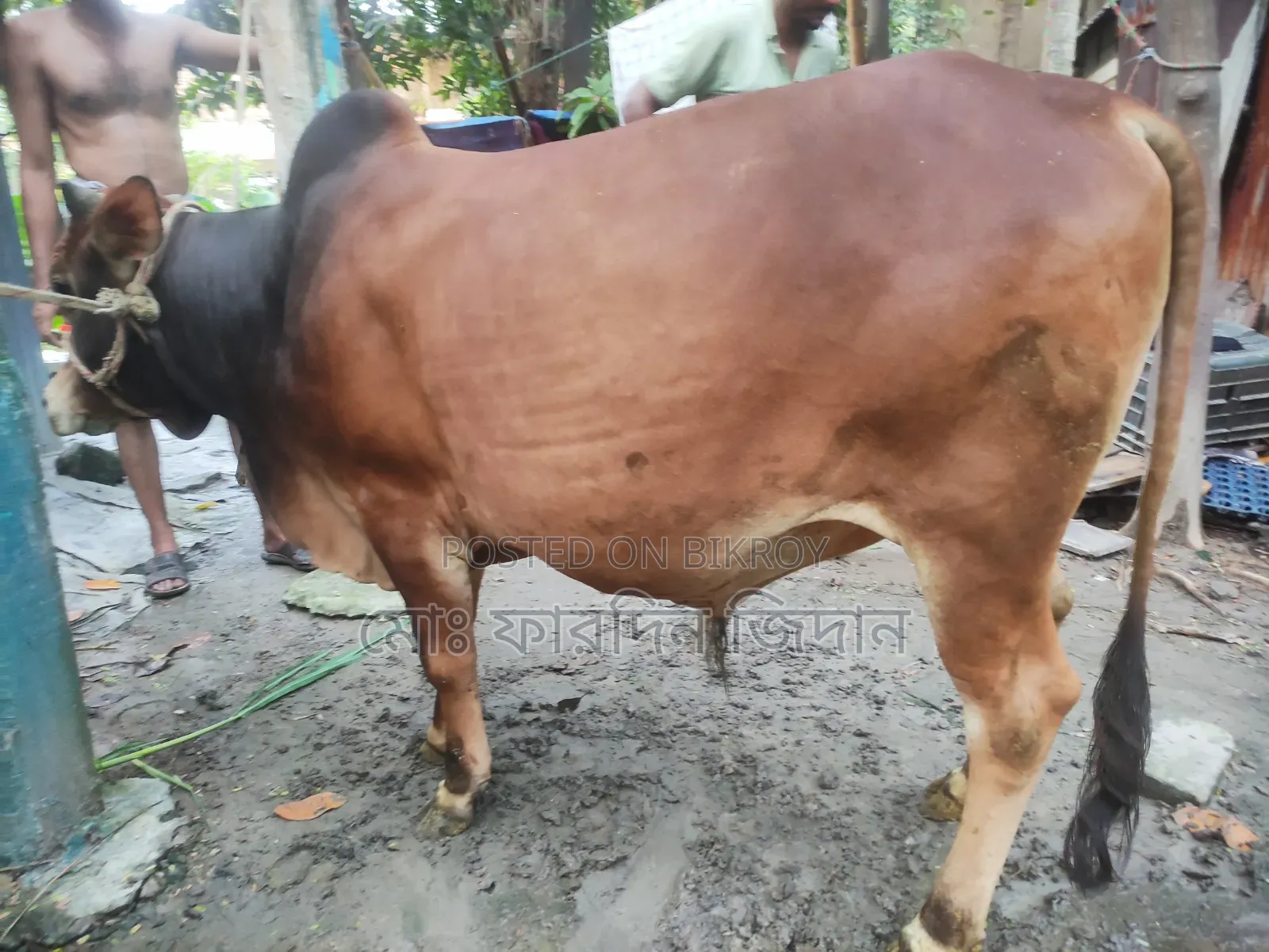 কোরবানির গরু নং ৪