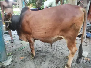 কোরবানির গরু নং ৪