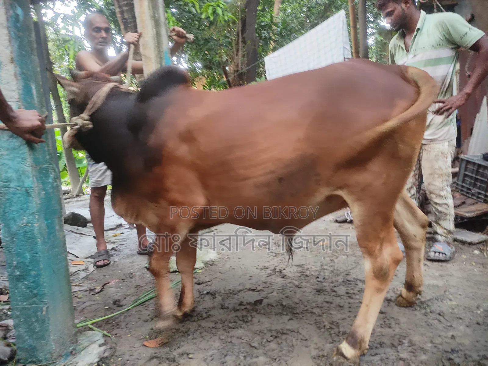 কোরবানির গরু নং ৪