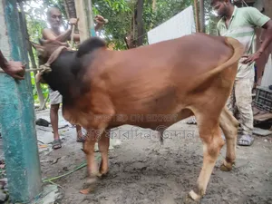 কোরবানির গরু নং ৪