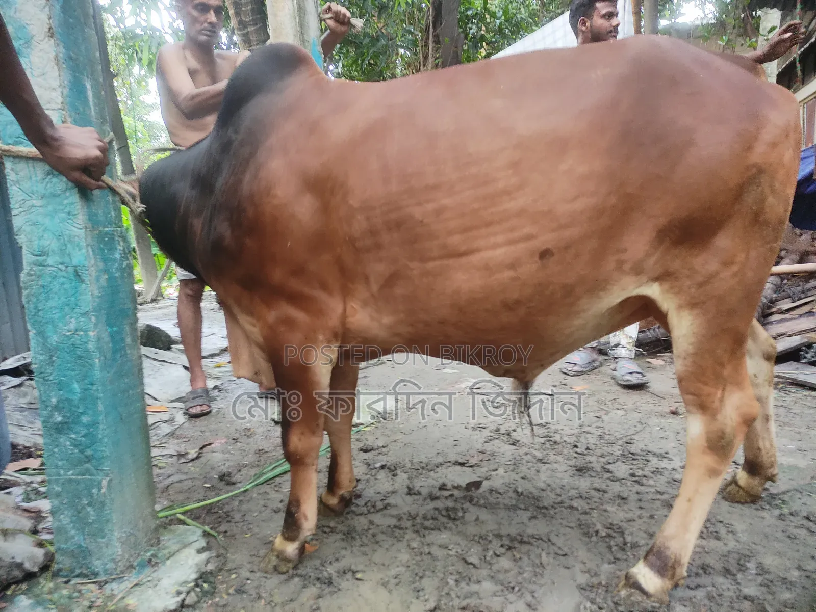 কোরবানির গরু নং ৪