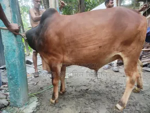 কোরবানির গরু নং ৪