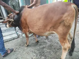 কোরবানীর গরু নং২