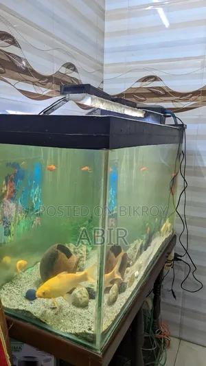Crystal 10mm Big Aquarium