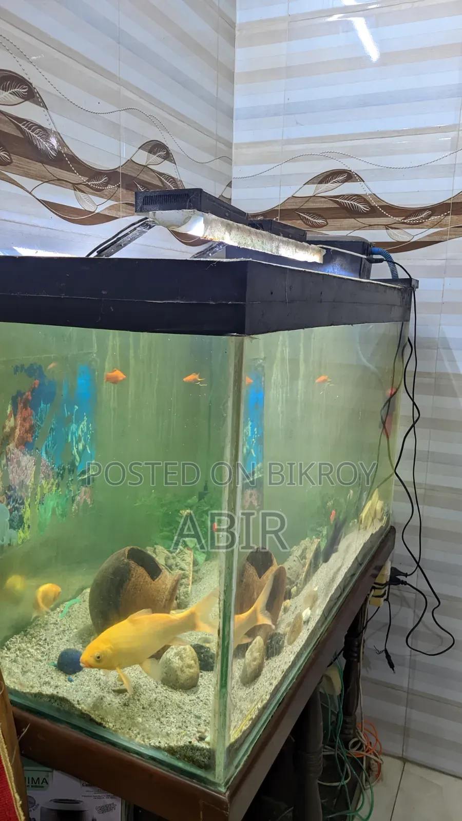 Crystal 10mm Big Aquarium