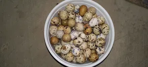 কোয়েল পাখির ডিম