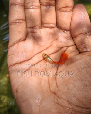Red Head SantaClaus Guppys