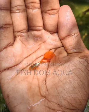 Red Head SantaClaus Guppys
