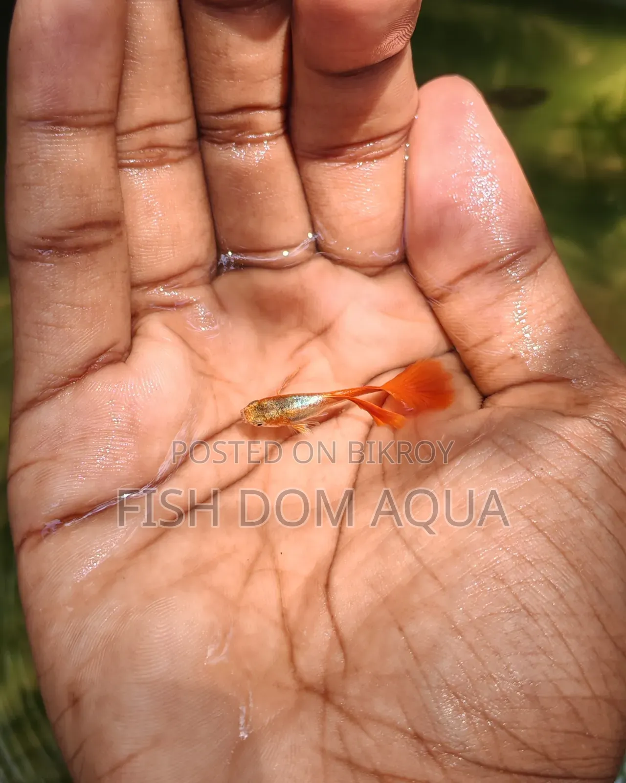 Red Head SantaClaus Guppys