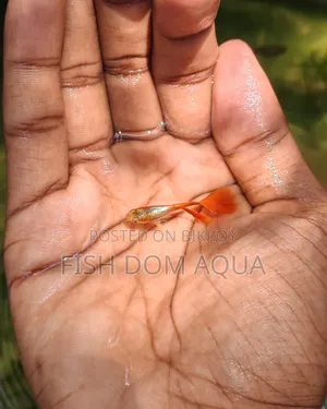 Red Head SantaClaus Guppys