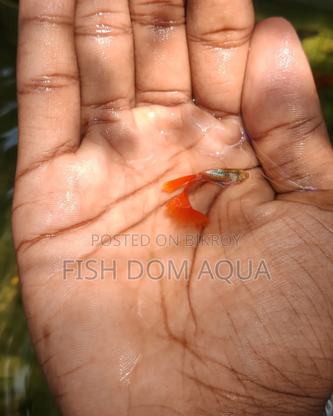 Red Head SantaClaus Guppys