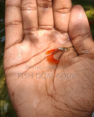 Red Head SantaClaus Guppys