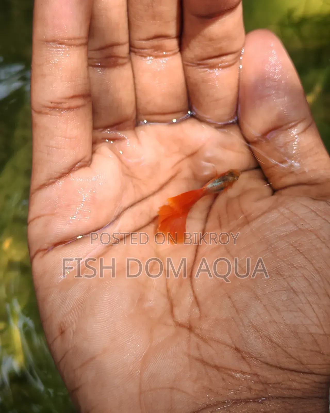 Red Head SantaClaus Guppys