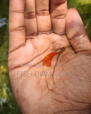 Red Head SantaClaus Guppys