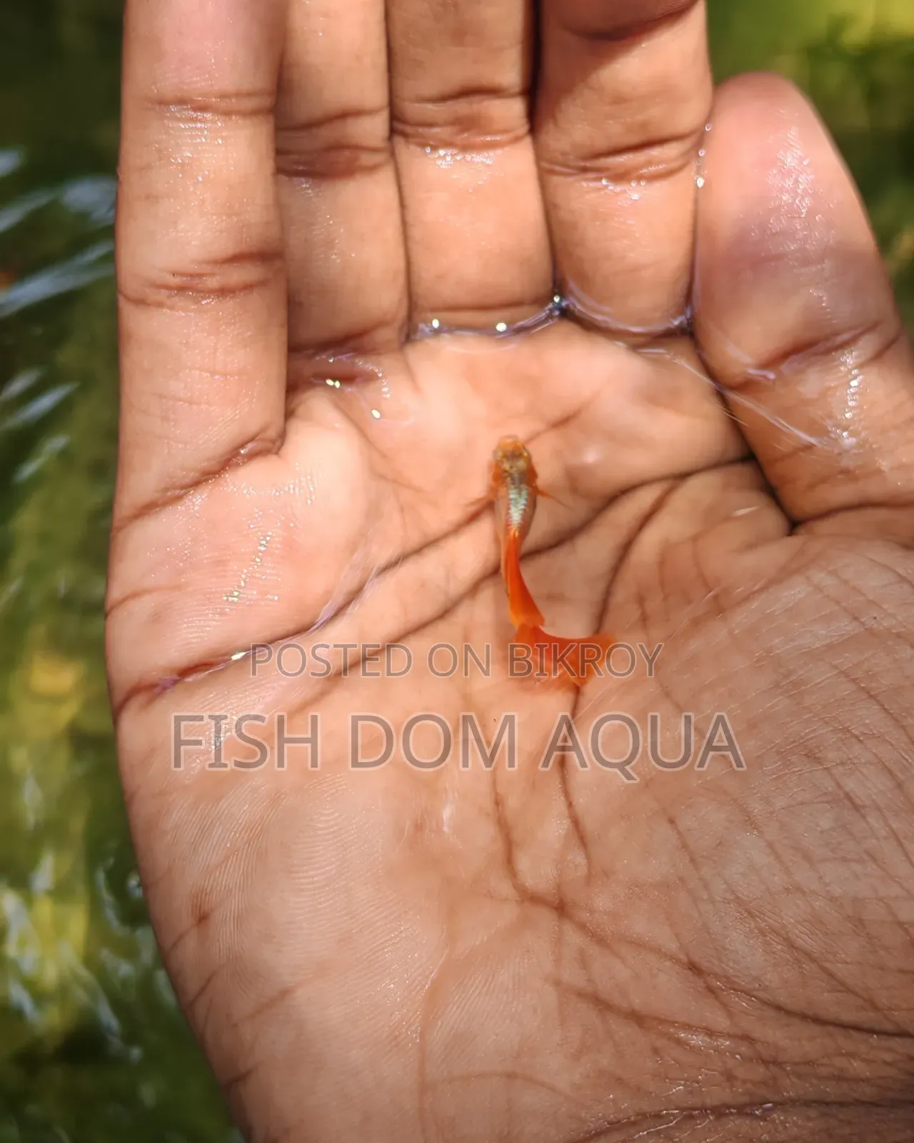 Red Head SantaClaus Guppys
