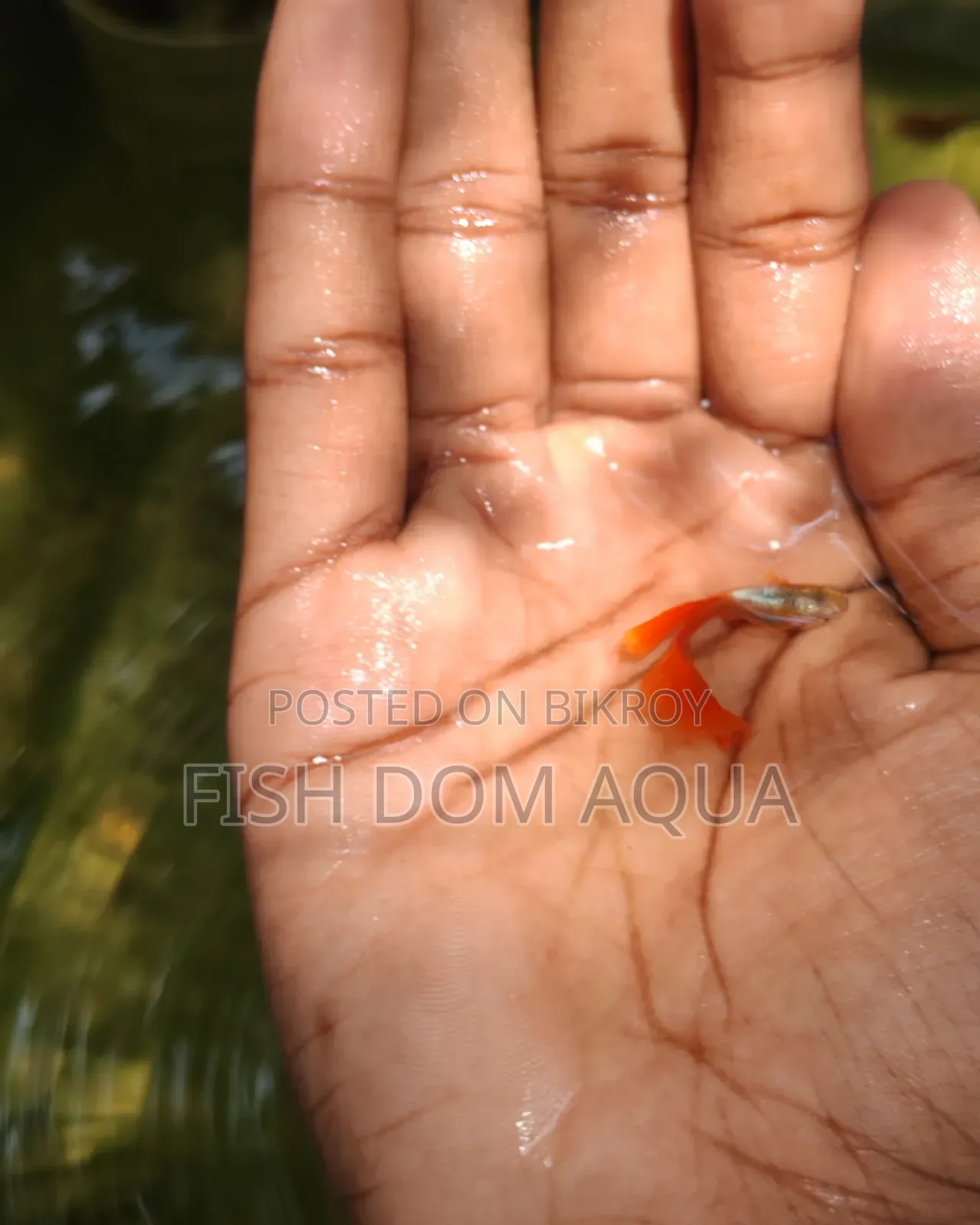 Red Head SantaClaus Guppys