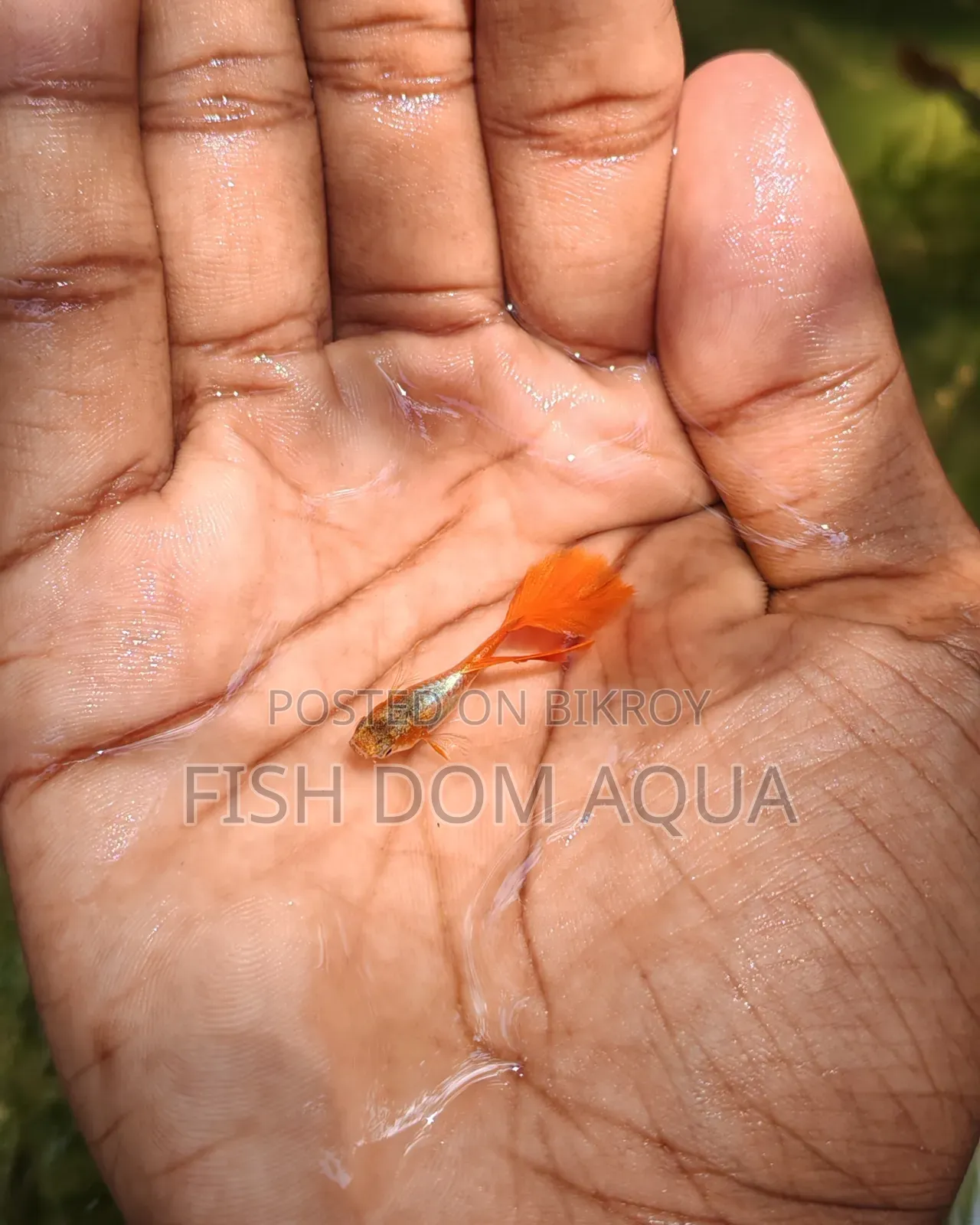 Red Head SantaClaus Guppys