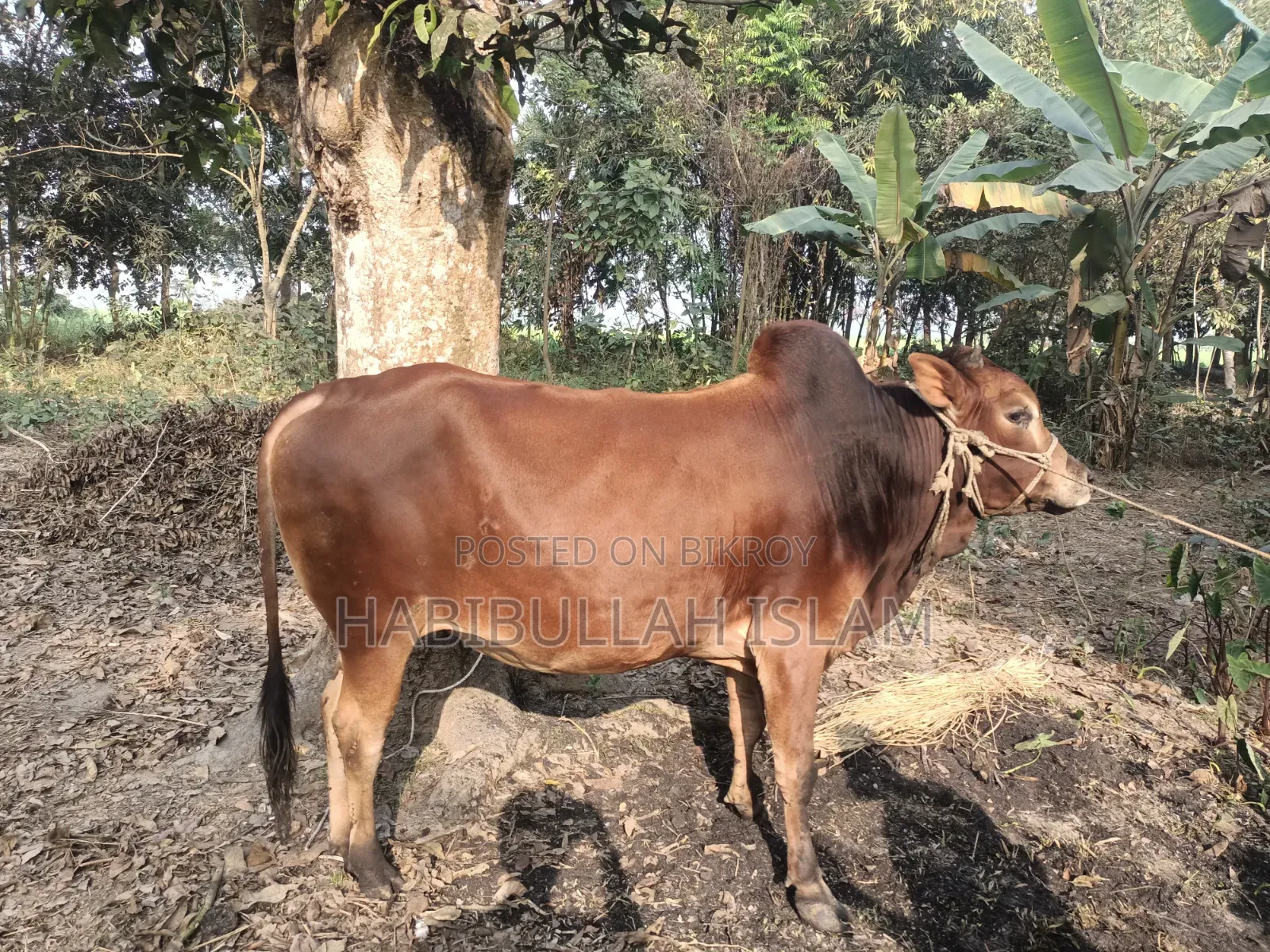 ষাঁড় গরু দেশি জাত লাল রংয়ের , কোরবানির জন্য পারফেক্ট।