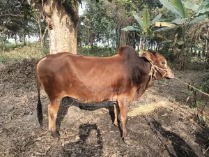ষাঁড় গরু দেশি জাত লাল রংয়ের , কোরবানির জন্য পারফেক্ট।