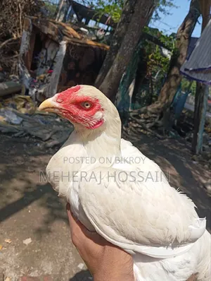 আছিল আর ডিম