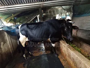 Cowbull Sell